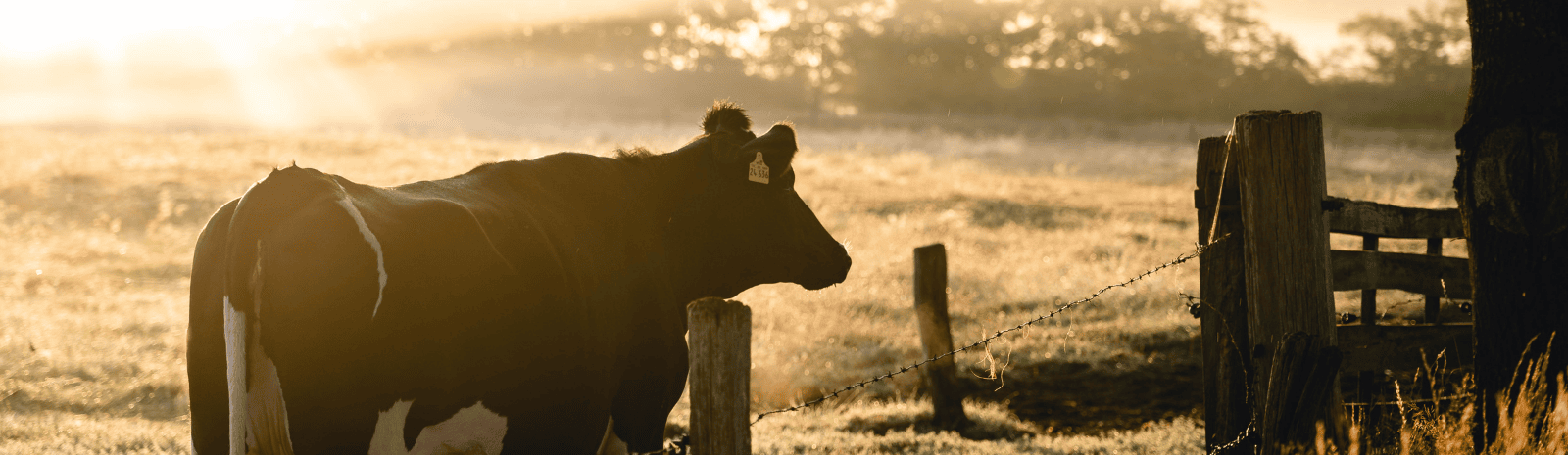 A Cow at sunrise