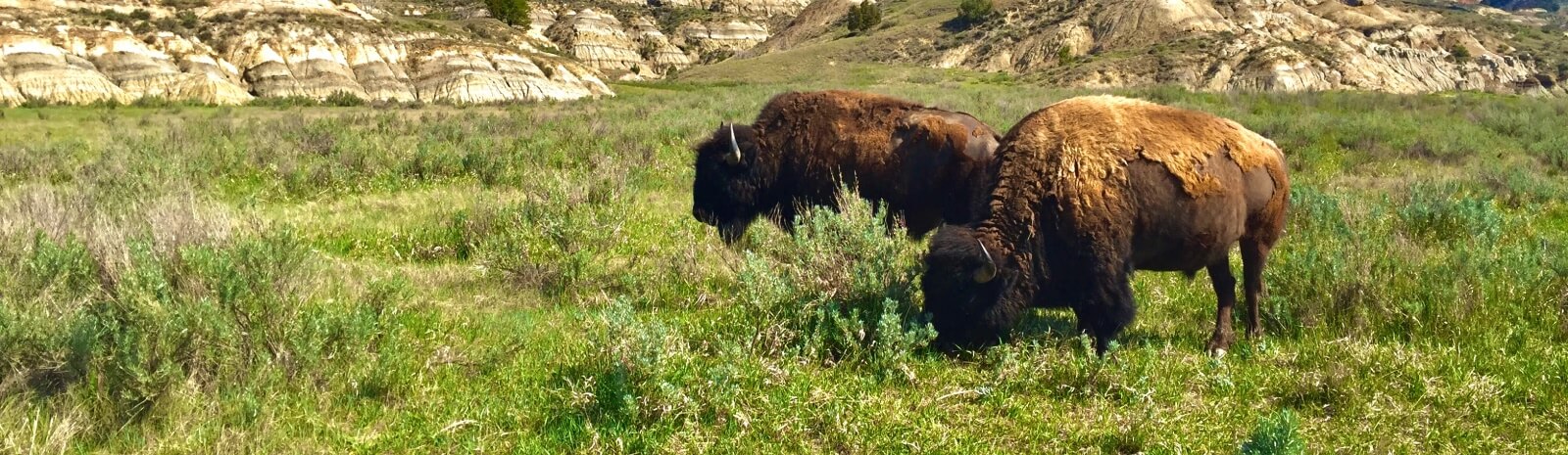 two american bison in a field with mountains in the background