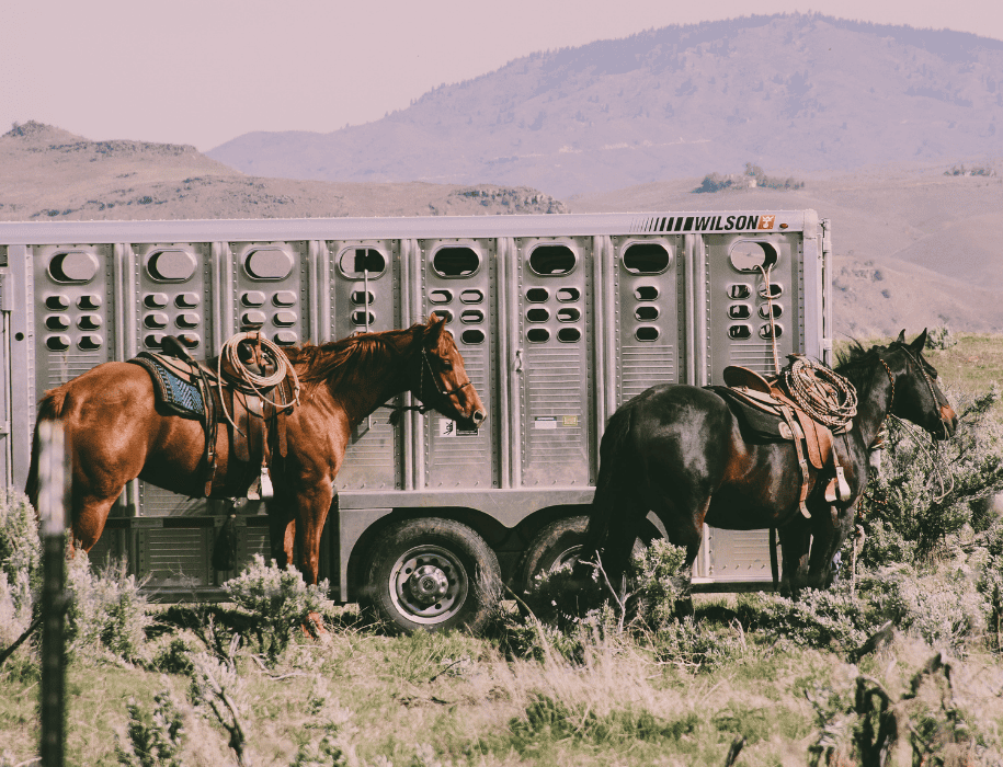 horses next to trailer

